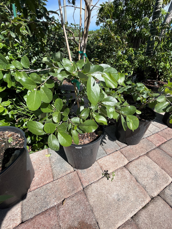 49BDA0FE-5C46-4EC5-8AD1-75A16E63BFF8