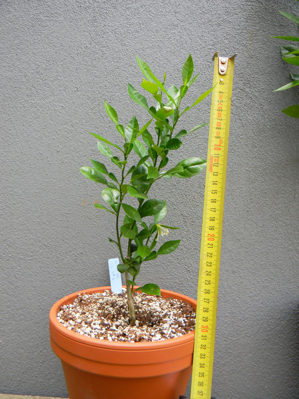 N1-3V- F2 JB_Pre lower branch flower 26.6.2021