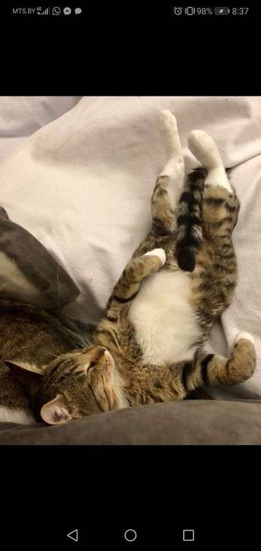 Поцелуйкин дома 2