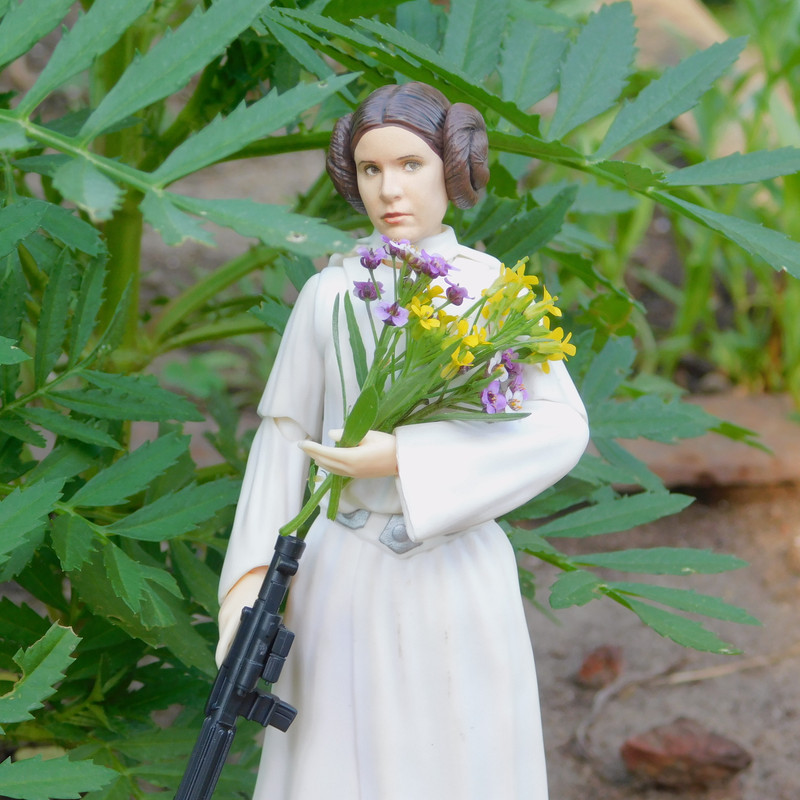 Дачно-Харлинский июнь-июль 2024 214