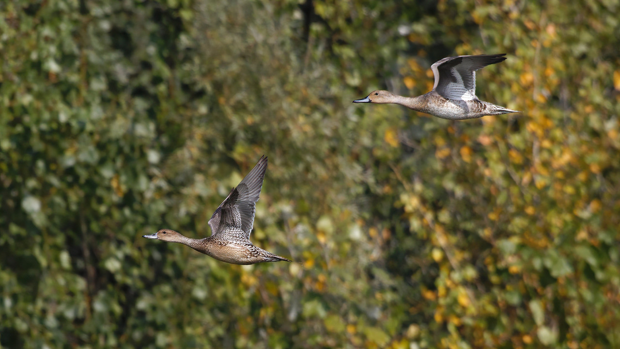 _H0A9002_DxO-1-SharpenAI-Motion
