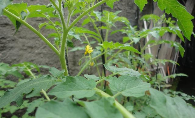 Projeto Alimento Natural. Flora-o