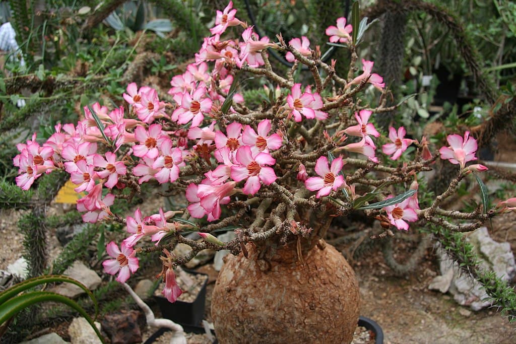 adenium-somalense-nova
