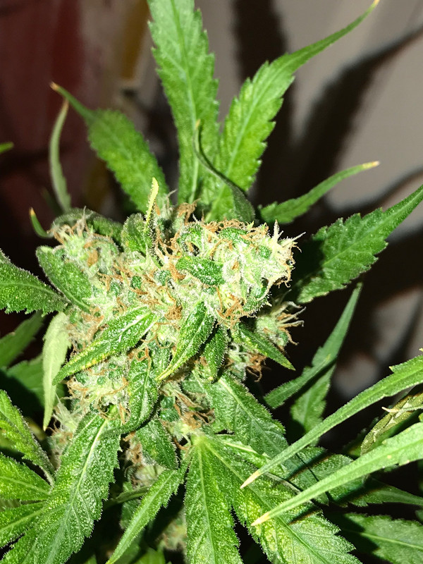 D2838AA7-045B-4493-9DC6-1C22D9A8ED6C