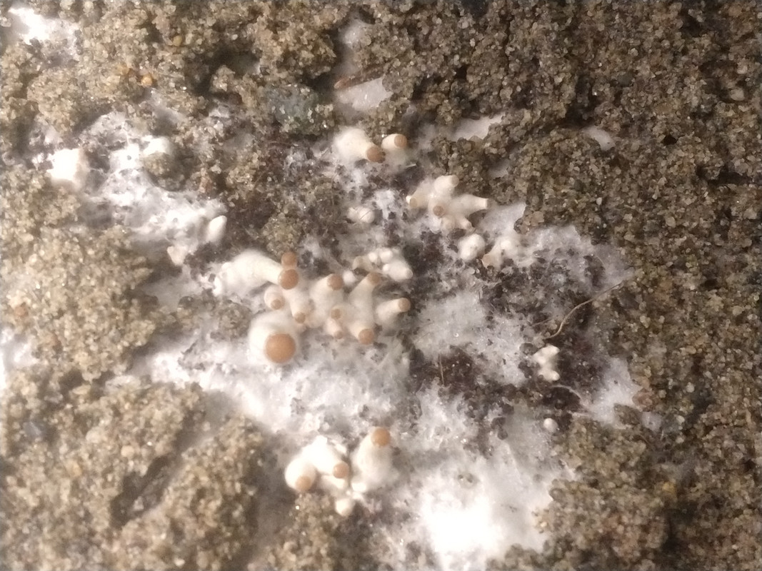 IMG_20201205_022058821