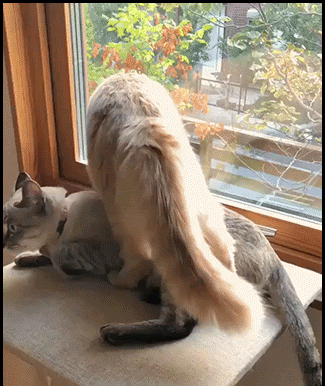 Funny-Cat-GIF-Shameless-cat-It-it-fis-I-sits-even-on-you-dude-haha-ok-cats.gif