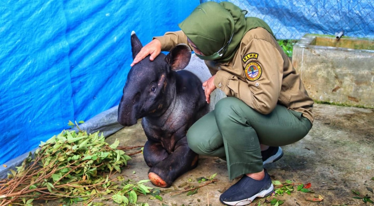 Plt Kepala Balai Besar KSDA Riau, Fifin Arfiana Jogasara melakukan pengecekan ke kandang transit satwa, untuk selanjutnya Tapir ini akan dikebalikan ke Taman Nasonal.