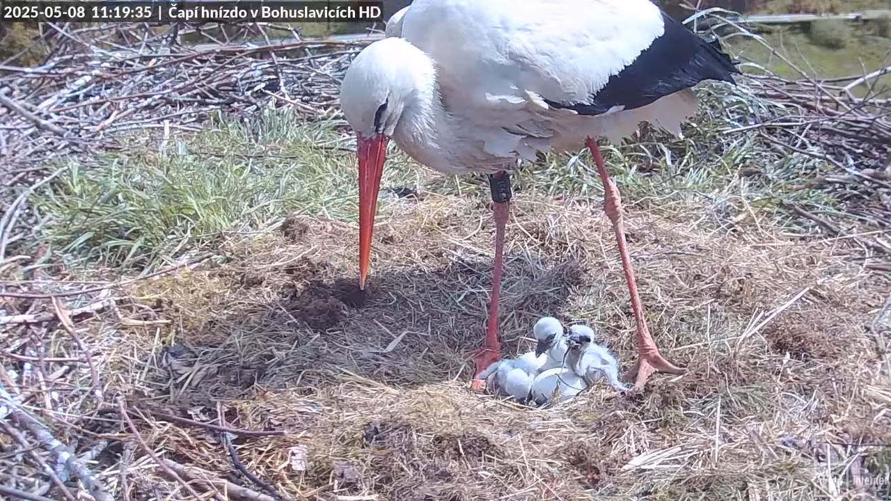 Tiešraide no stārķu skursteņa Bohuslavicē netālu no Trutnovas HD kvalitātē 12-27-59 screenshot