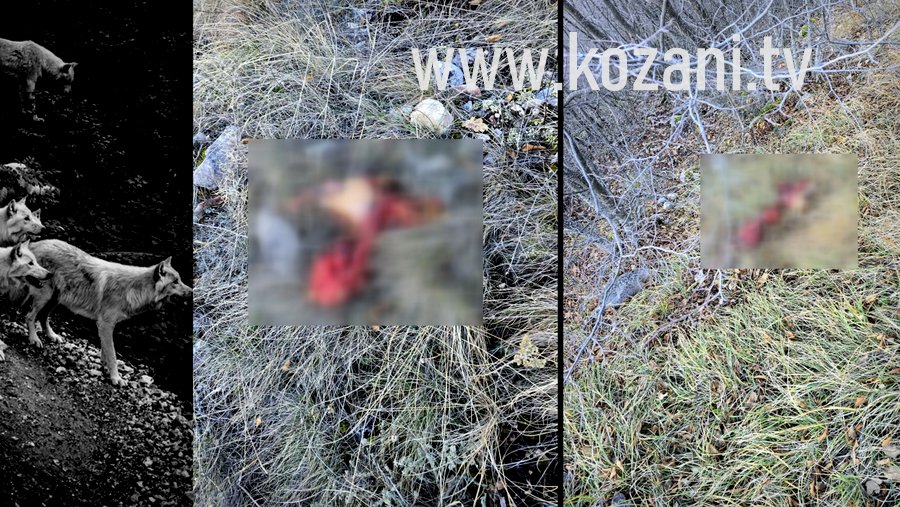 κοζάνη, ειδήσεις, νέα, Πτολεμαΐδα