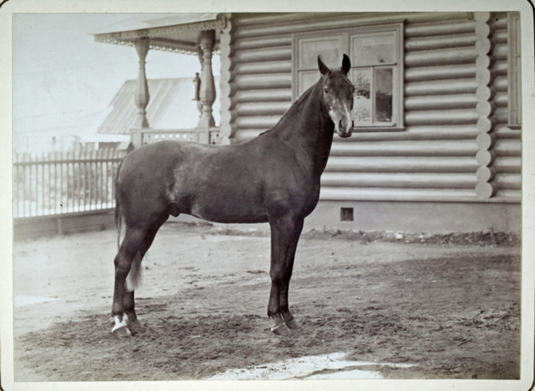 1890 Lämminverinen ratsuhevonen hirsihuvilan pihalla