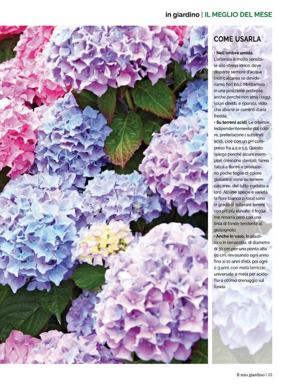 Il Mio Giar Lug-Ago 2021 (4)