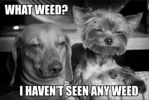 Funny-Animal-Memes-what-weed.jpg