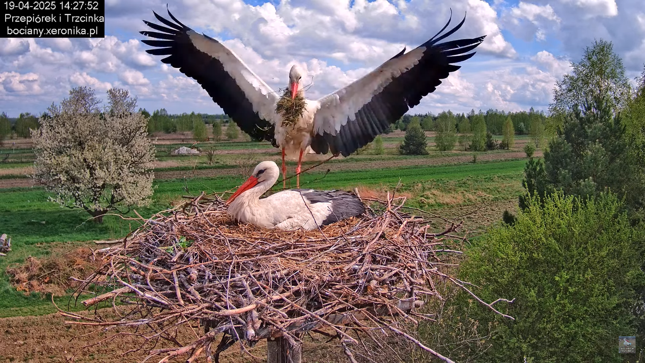 19042025bociany23