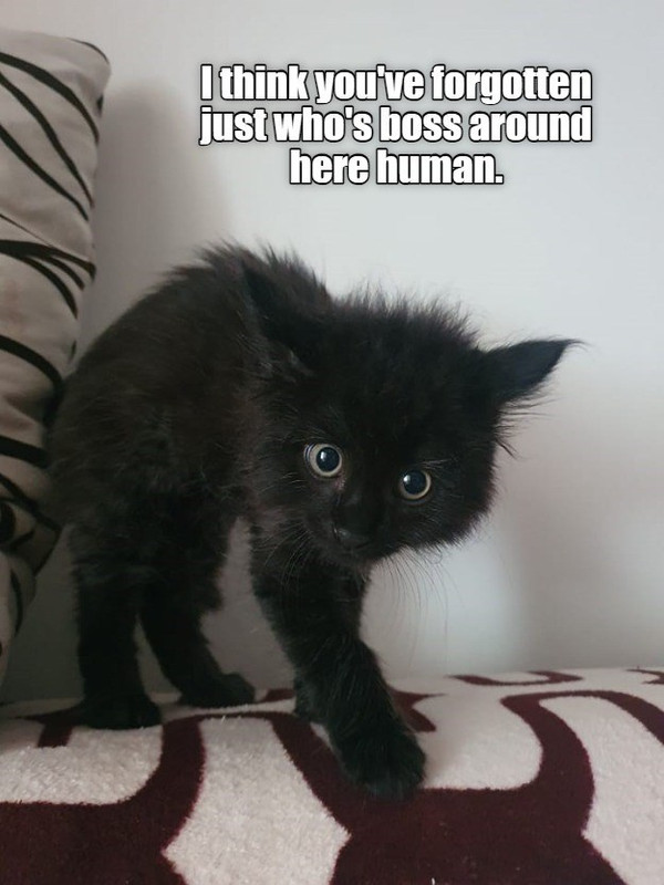 whos-the-boss-of-the-house