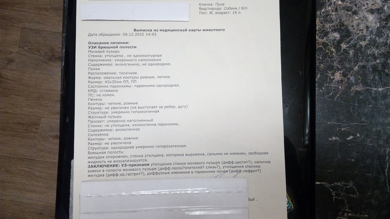 Собака Пуля — Postimages