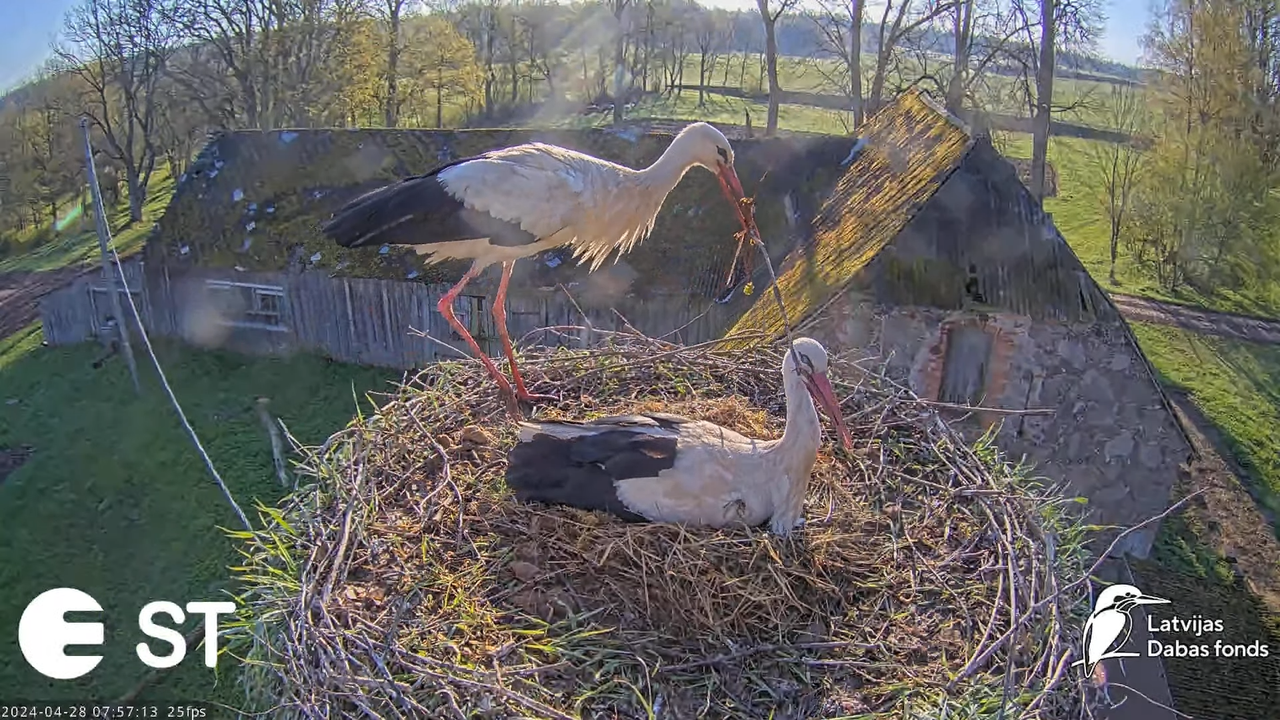 Baltie stārķi (Ciconia ciconia) Tukuma novadā - LDF tiešraide __ White storks in Tukums, Latvia 12-1