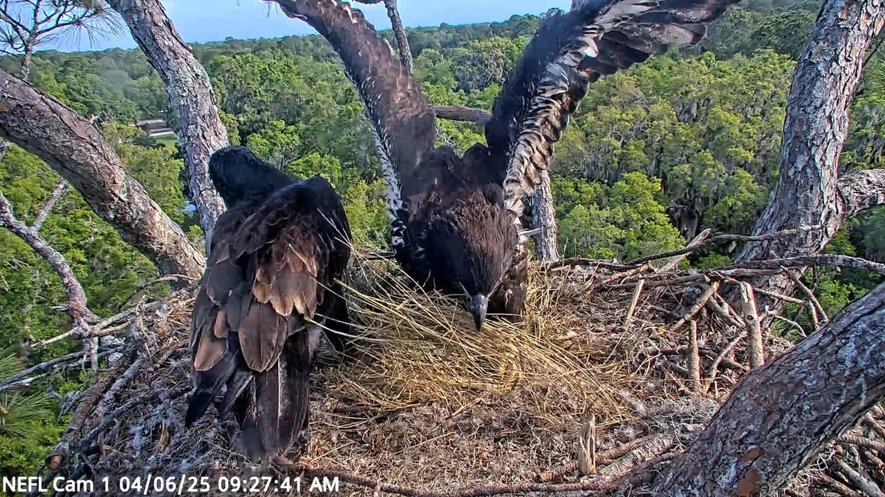 NEFL Cam 1 — tiešraidē Bald Eagle Cam 12-40-48 screenshot