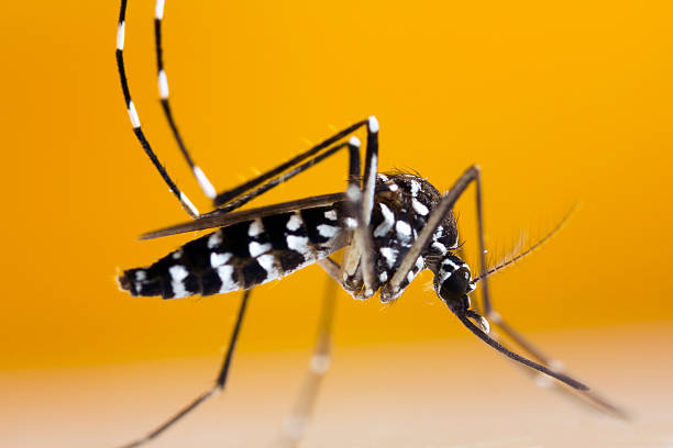 Pest control near me