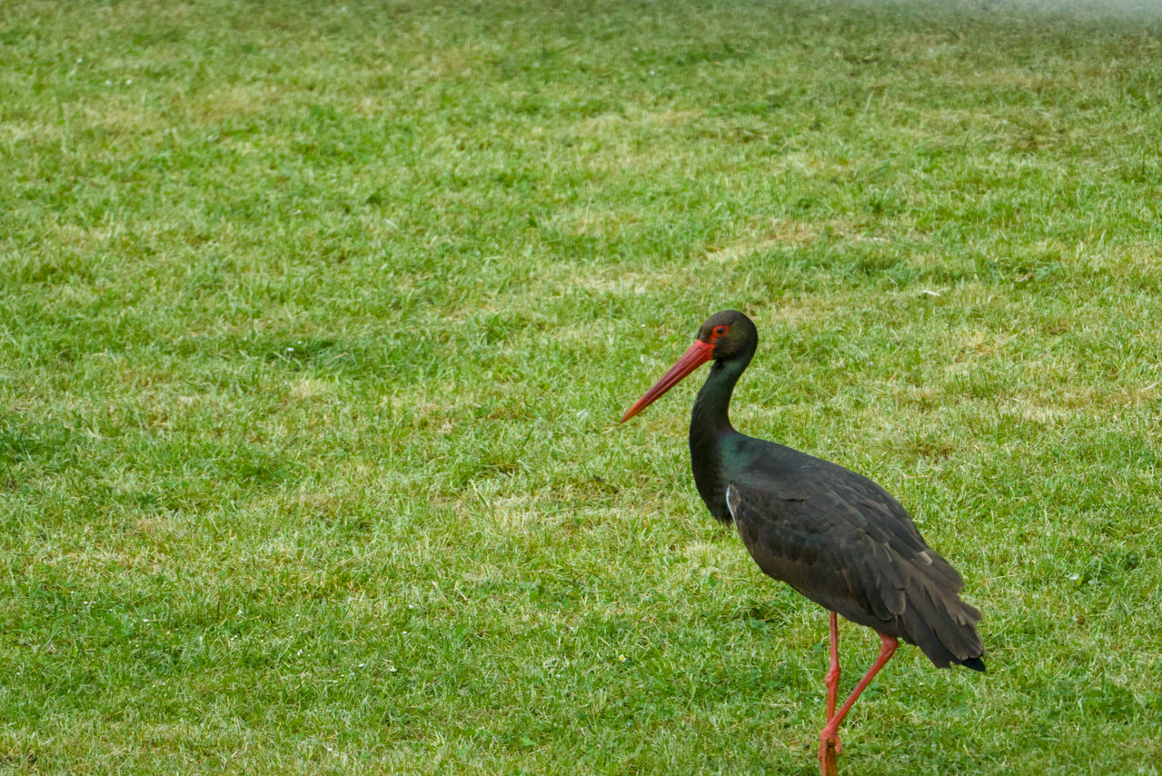 DSC04606