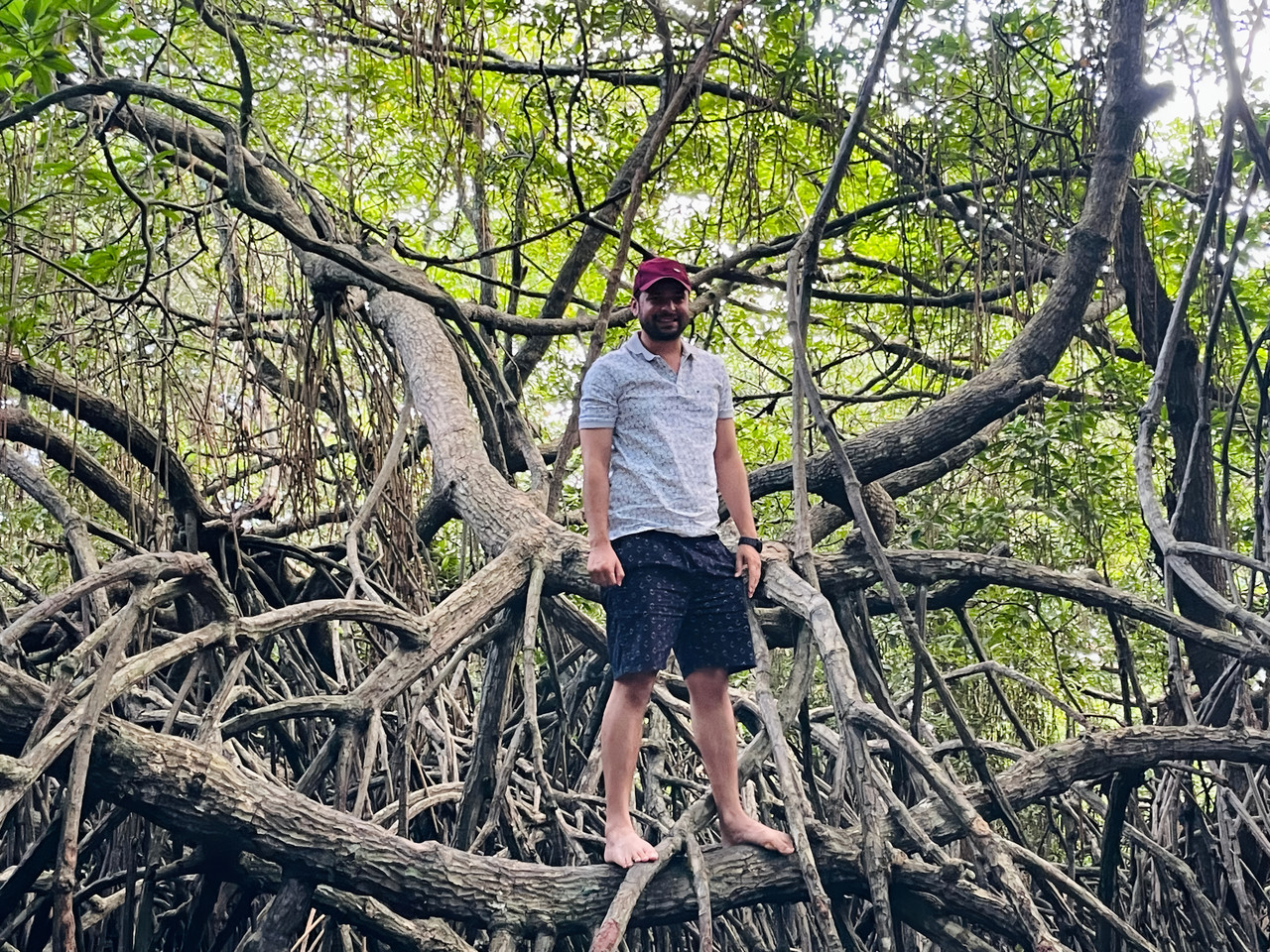 Mangrove Tree 6