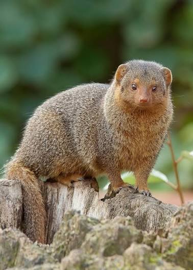 বেজির বাসস্থান