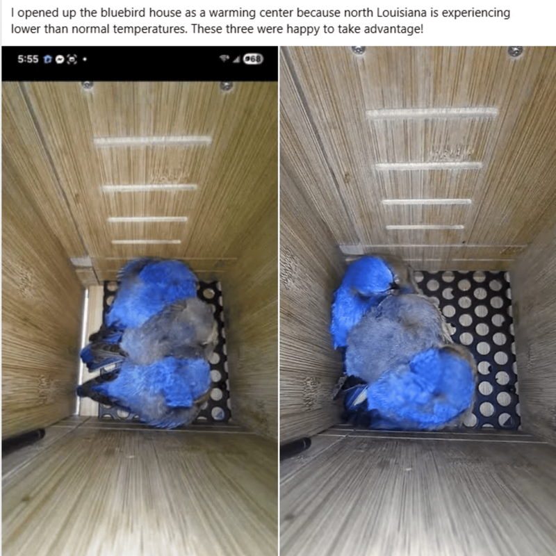 Birds surviving winter conditions