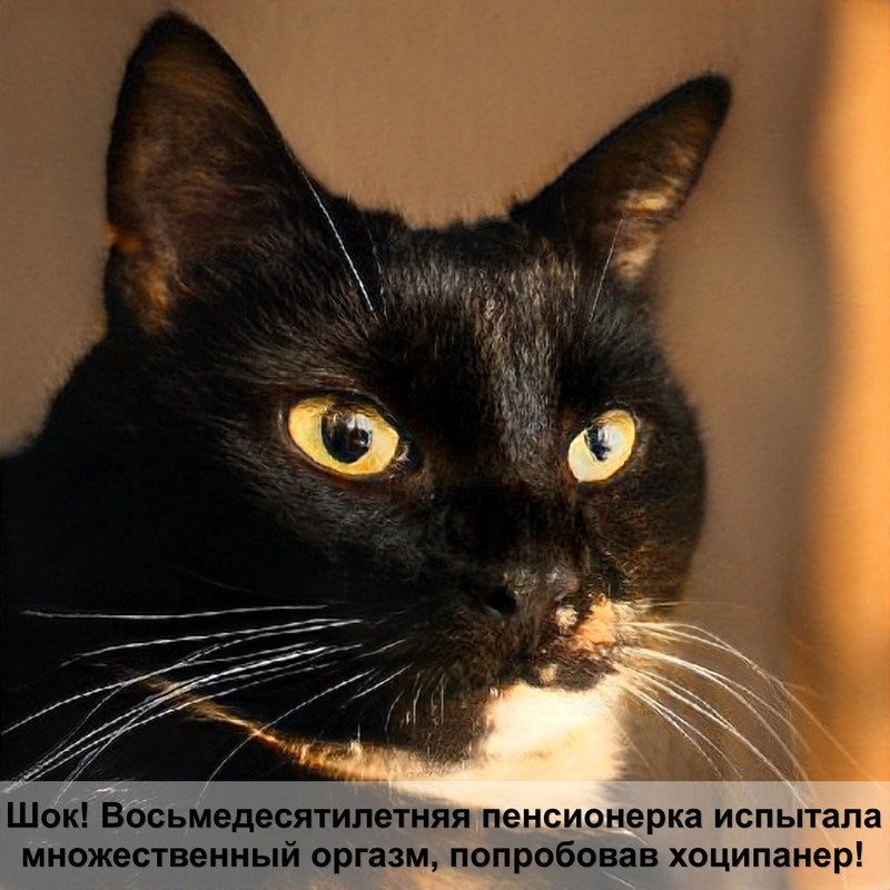 вислоухая кошка лысеет