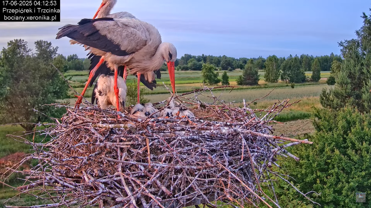 17062025bociany3