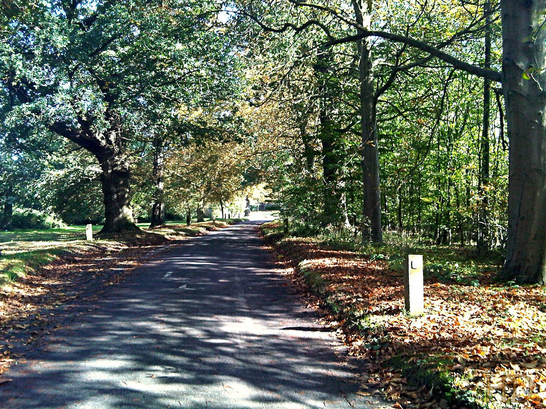Autumn-our-lane-woods-HD.jpg