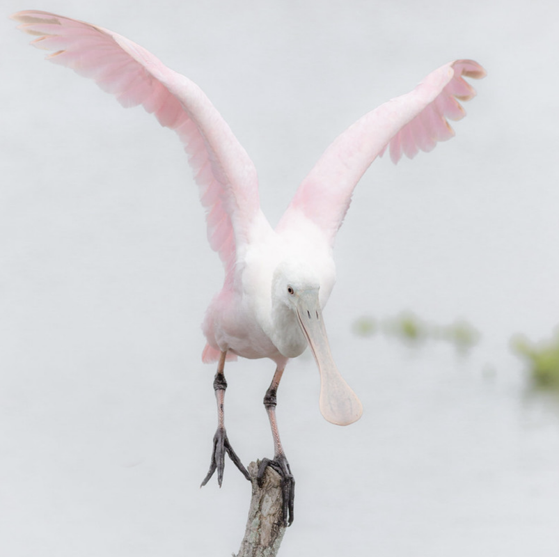pink-flapping-bird.png