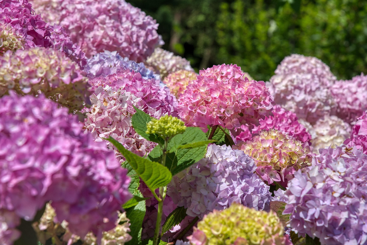 hydrangeas-5343823-1920.jpg