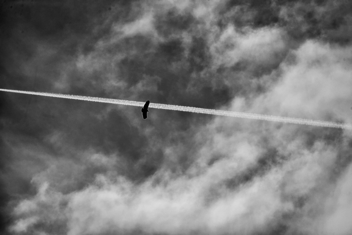 vulture-and-jet-trail-I-2.jpg