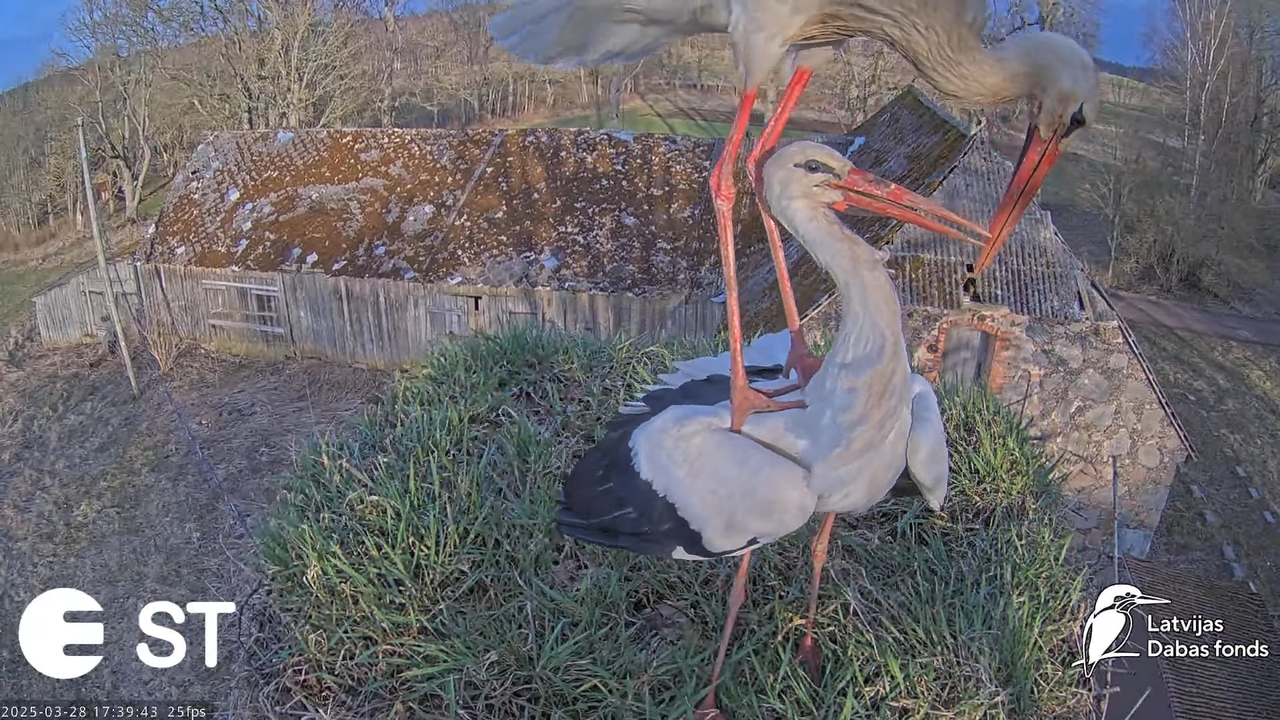 (16) Baltie stārķi (Ciconia ciconia) Tukuma novadā __ White storks in Tukums, Latvia - YouTube - 768