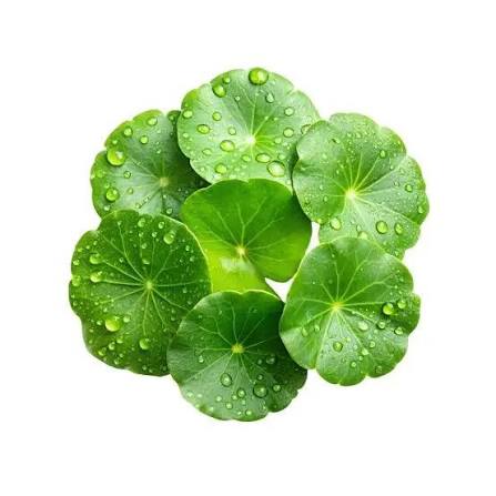 Centella Asiatica