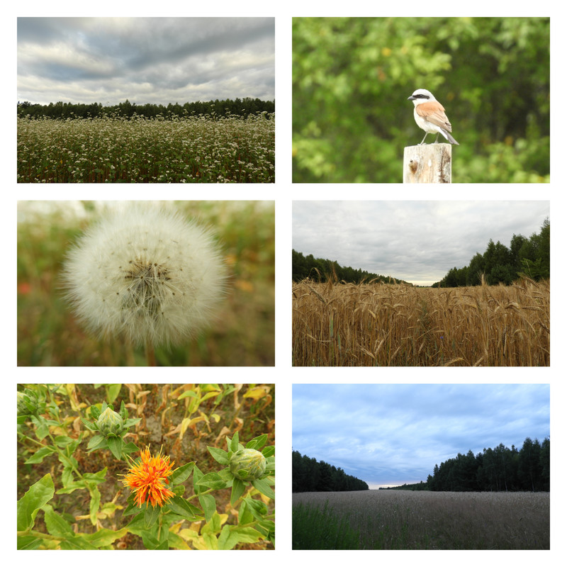 poranekznowupochmyrny