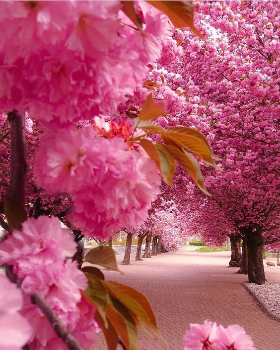 pink-japanese-cherry.jpg