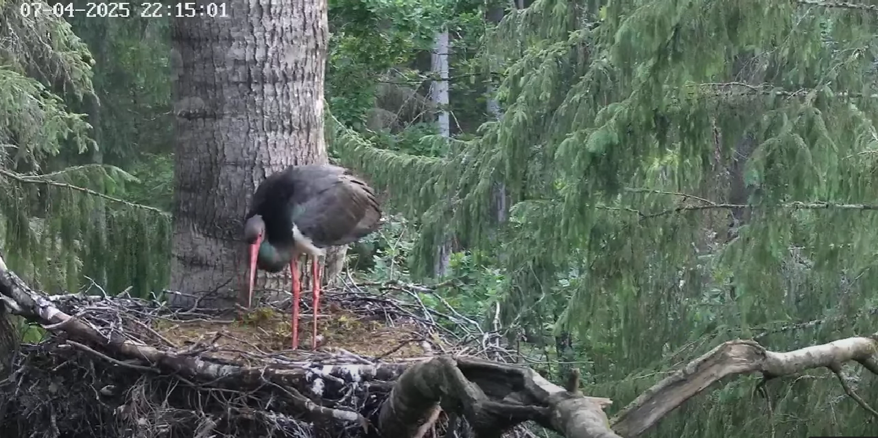 Ekrānuzņēmums 2025-07-04 232115