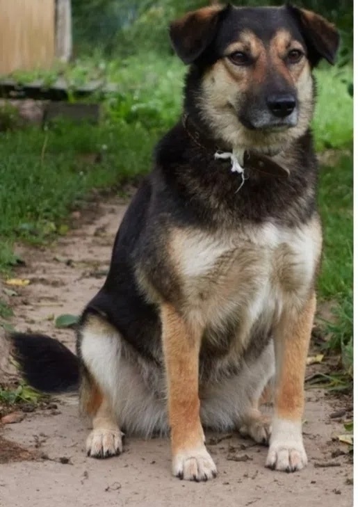 Чара