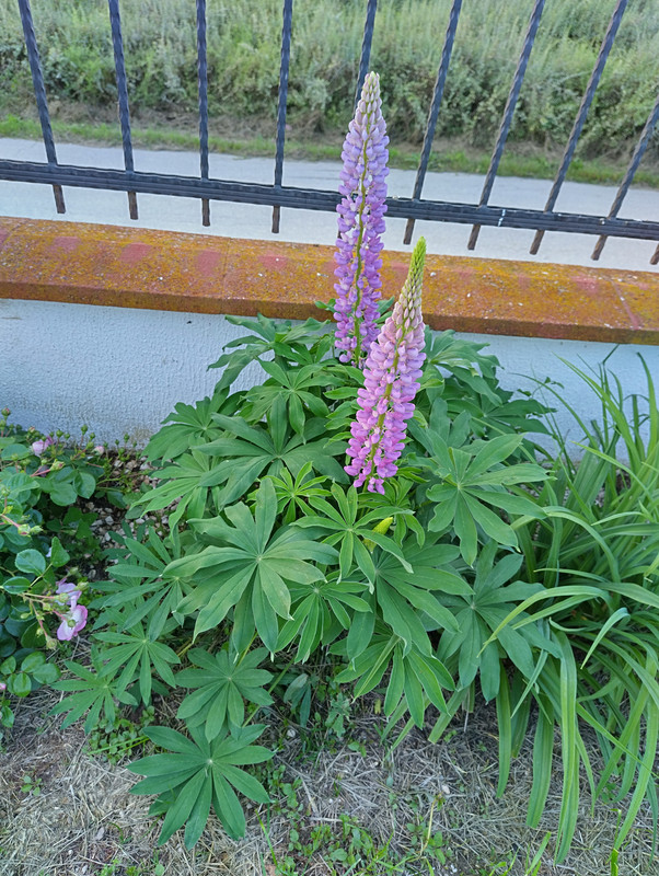 IMG_20230530_200254_HDR