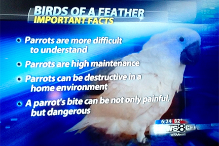 Birds-of-Feather-Important-Facts-Source-72.png