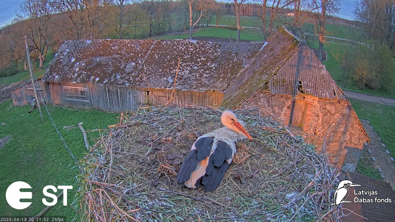 Baltie stārķi (Ciconia ciconia) Tukuma novadā - LDF tiešraide __ White storks in Tukums, Latvia 14-1