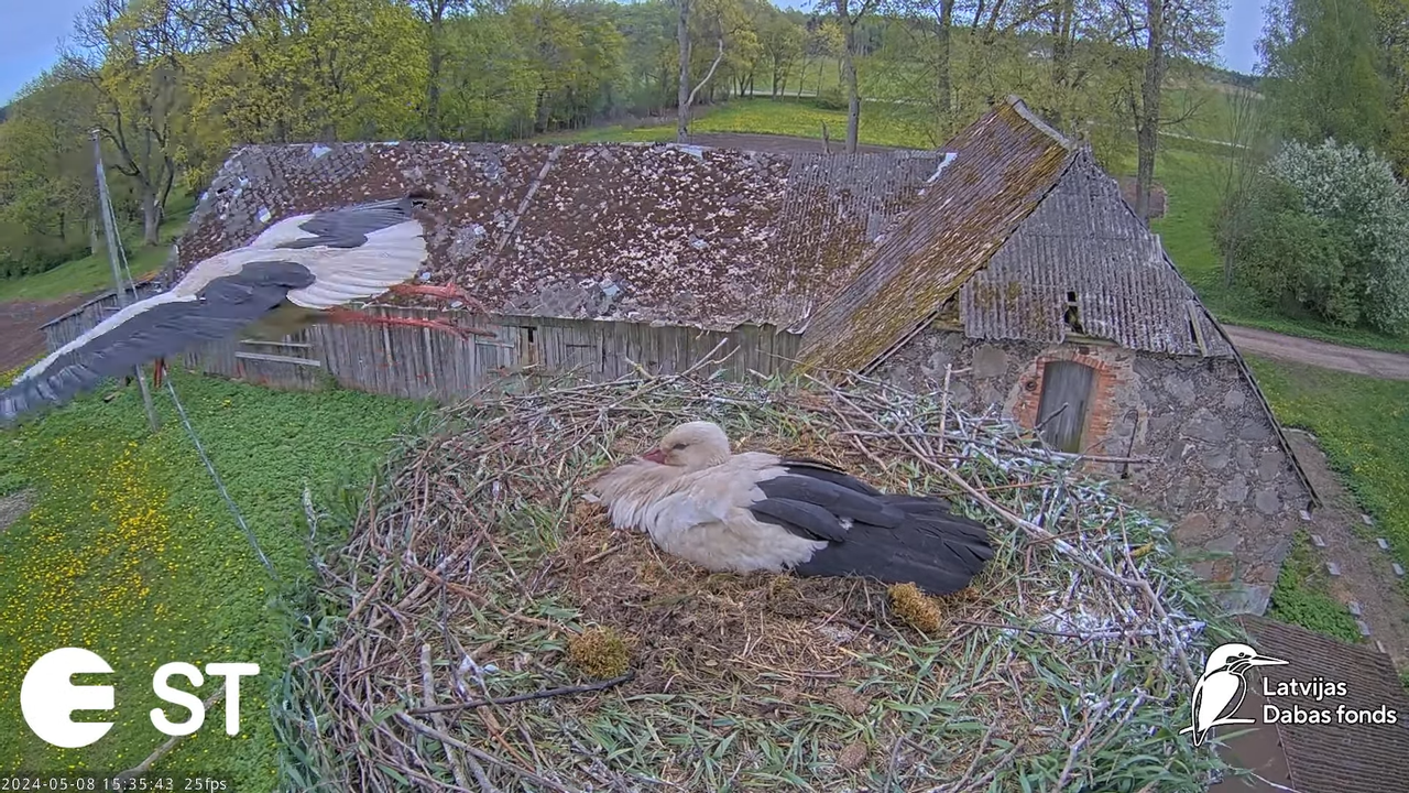Baltie stārķi (Ciconia ciconia) Tukuma novadā - LDF tiešraide __ White storks in Tukums, Latvia 11-5