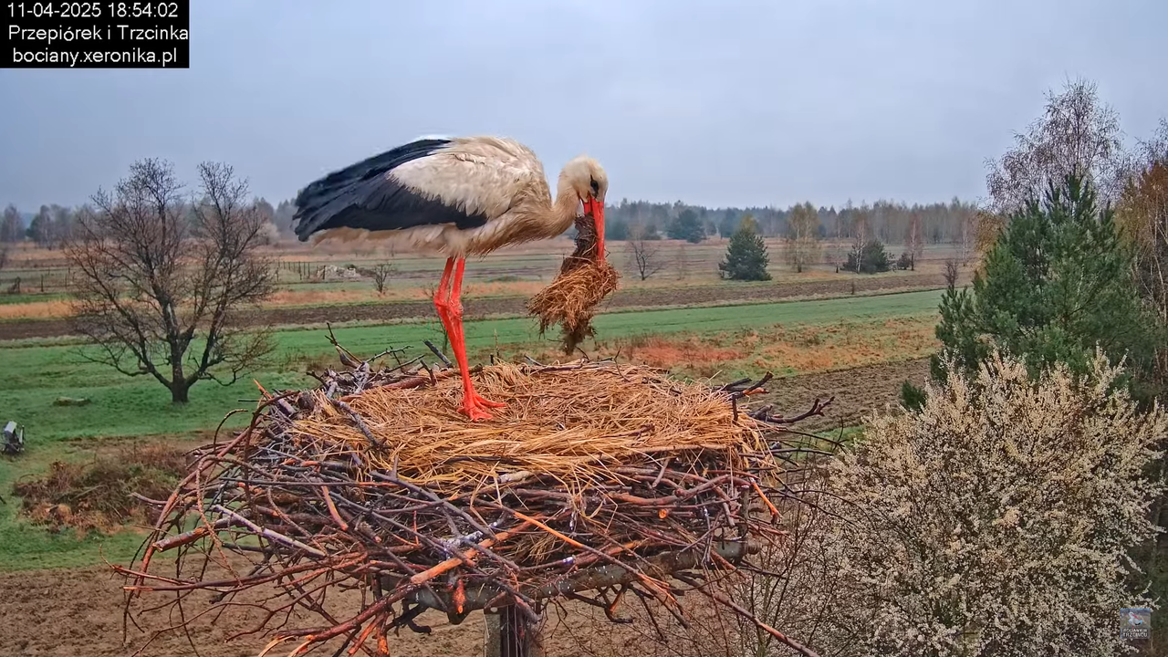 11042025bociany17