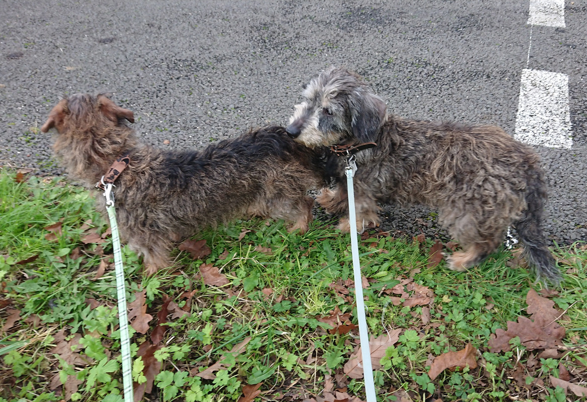 [Image: 20241124-161558.jpg]