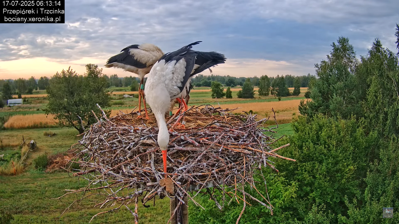 17072025bociany14