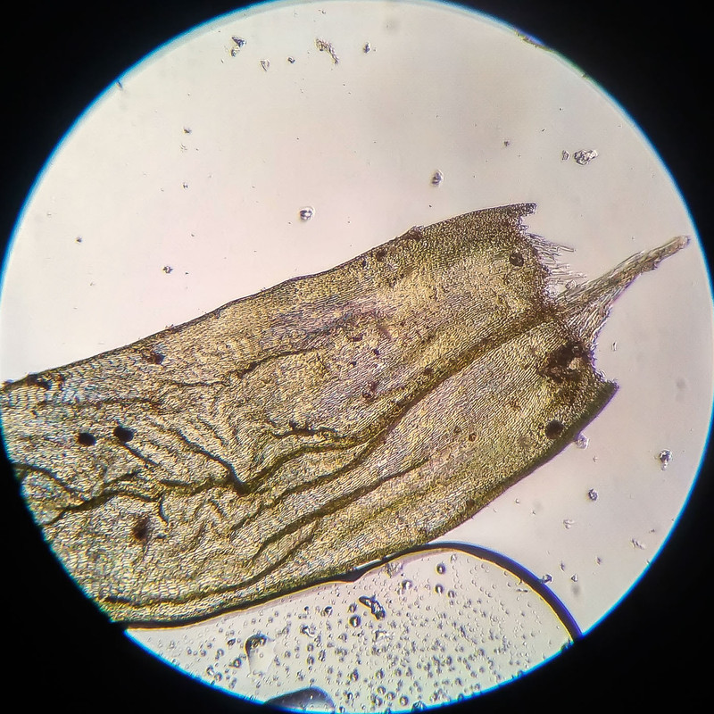 IMG 20250616 210631 HDR