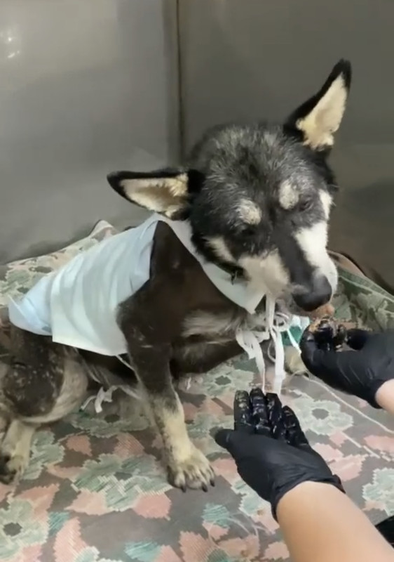 9AA3EBC3-EB9C-4AF2-BEA1-44E1C6902663