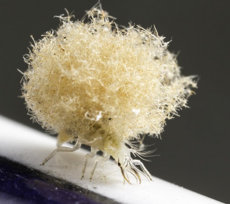 ENT_72_debriscarryinglacewing_Michele_Rundquist_Franz