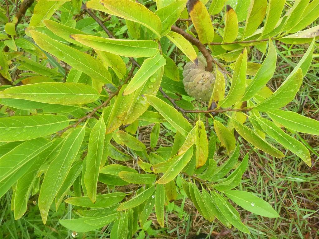 q9Yellow_Custard_Apple