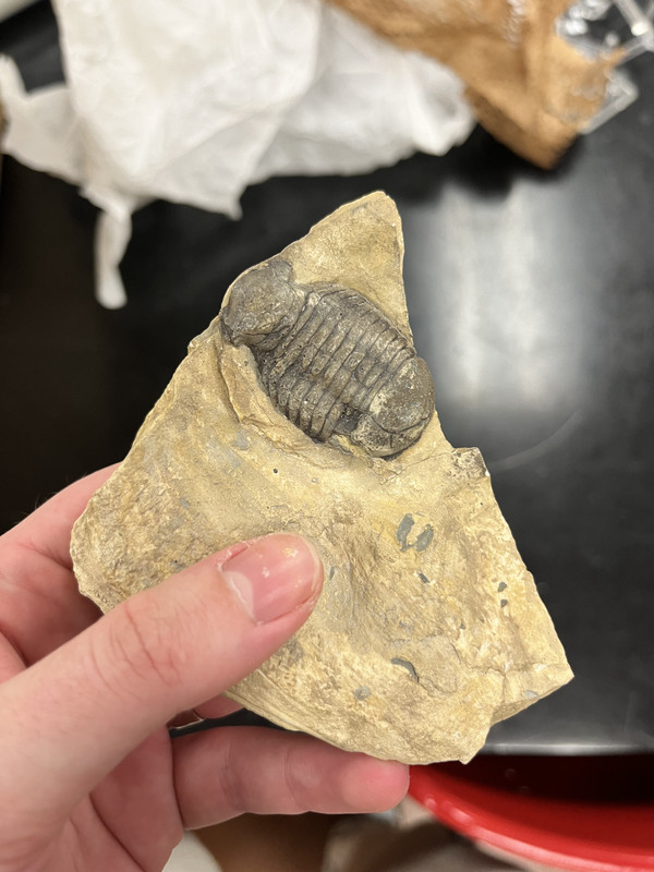 a complete trilobite fossil embedded in a light-colored sedimentary rock